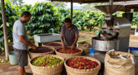 Major Coffee Groups Combine Efforts Toward Responsible Procurement